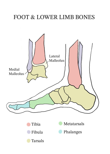  Bones of the Foot
